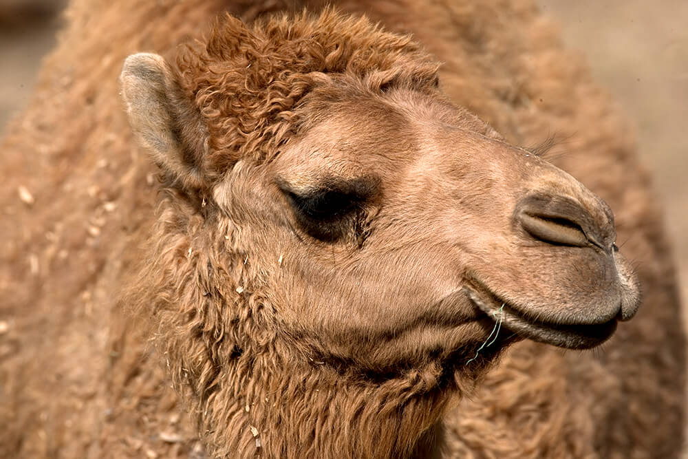 botox for camels